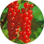 Obst- & Beerenproduktion